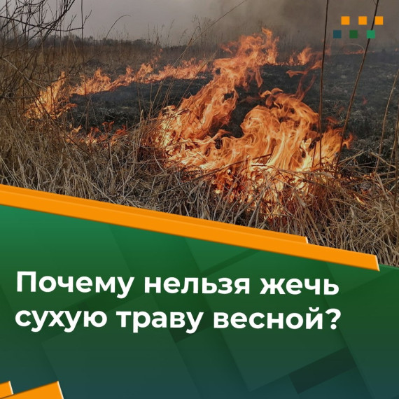 Почему нельзя жечь сухую траву весной?.