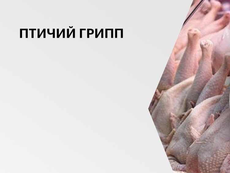 По информации Управления Россельхознадзора по Кировской области, Удмуртской Республике и Пермскому краю зарегистрирован случай заболевания высокопатогенным гриппом птиц. По информации Управления Россельхознадзора по Кировской области, Удмуртской Республике и Пермскому краю зарегистрирован случай заболевания высокопатогенным гриппом птиц.